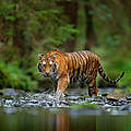 Amur Tiger in Fluss © Shutterstock / Ondrej Prosicky / WWF-Sweden