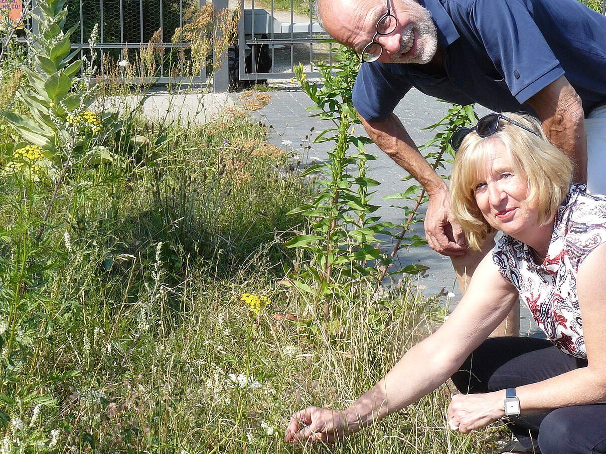 Wildblumenwiese in der Nachbarschaft © privat Wildblumenwiese in der Nachbarschaft © privat